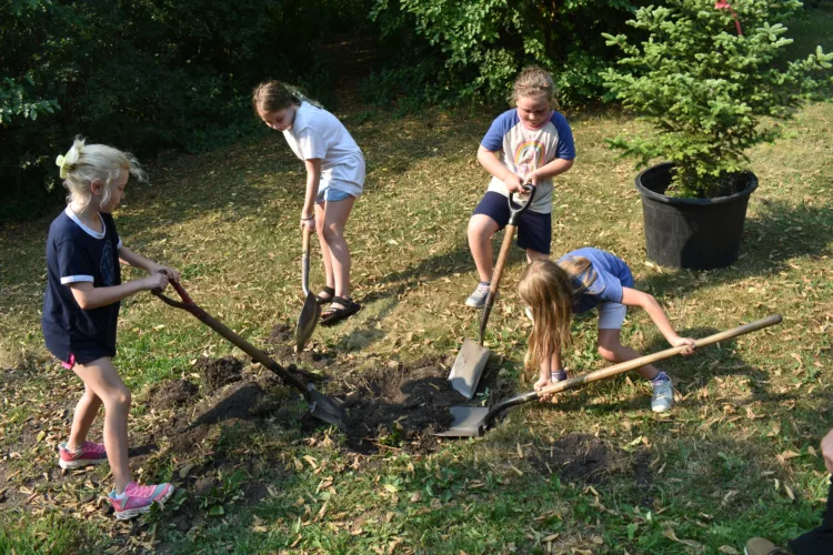 Local girl scouts help plant trees in German Park